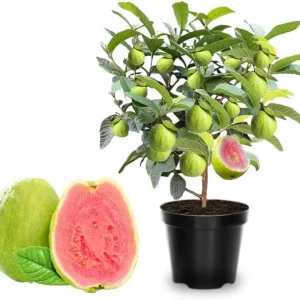 Grafted Ruby Guava Tree Live Plant - 3-4 Ft Tall, Ready to Bear Fruit - Image 4