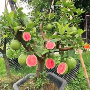 Grafted Ruby Guava Tree Live Plant - 3-4 Ft Tall, Ready to Bear Fruit - Image 1