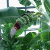 Gran Nain Banana Tree Live Plant - Dwarf Musa Variety, Produces Sweet Fruit - Image 1