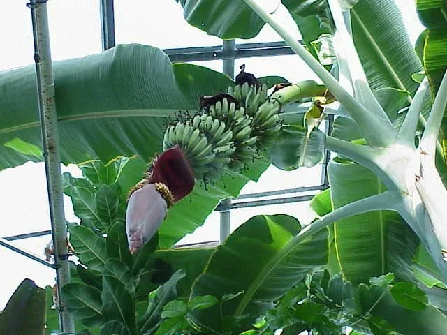 Gran Nain Banana Tree Live Plant - Dwarf Musa Variety, Produces Sweet Fruit - Image 1