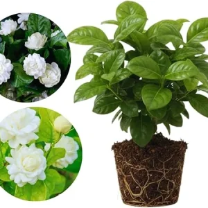 Grand Duke Jasmine Live Plants – Fragrant White Flowers, 2-Pack, 5-7'' Tall, Outdoor - Image 5
