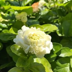 Grand Duke of Tuscany Arabian Jasmine Live Plant - 2-3 inch Fragrant White Flowers, Indoor/Outdoor - Image 7