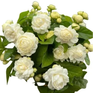Grand Duke of Tuscany Jasmine Live Plant - 2 Pack, 5-8 Inch Tall, Fragrant White Flowers - Image 1