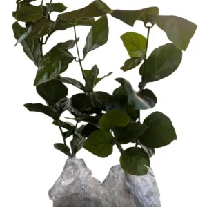 Grand Duke of Tuscany Jasmine Live Plant - 2 Pack, 5-8 Inch Tall, Fragrant White Flowers - Image 2