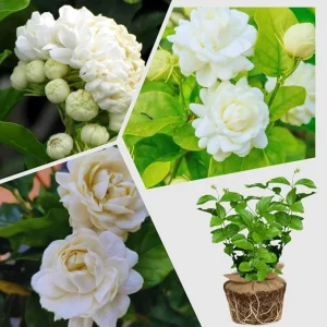 Grand Duke of Tuscany Jasmine Live Plant - 2 Pack, 5-7 inch Blooming Plants - Image 3