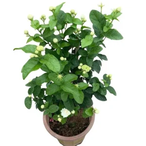 Grand Duke of Tuscany Jasmine Live Plant - 2 Pack, 5-8 Inch Tall, Fragrant White Flowers - Image 4