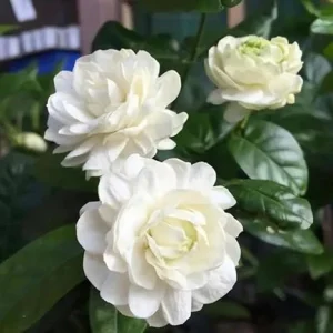 Grand Duke of Tuscany Jasmine Live Plant – 3 Vines – 5-8 Inches Tall – Outdoor Patio - Image 4