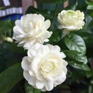 Grand Duke of Tuscany Jasmine Live Plant – 3 Vines – 5-8 Inches Tall – Outdoor Patio - Image 6