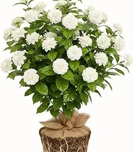 Grand Duke of Tuscany Jasmine Live Plant, 5-7 Inch Tall, Fragrant Flowers - Image 3