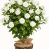 Grand Duke of Tuscany Jasmine Live Plant, 5-7 Inch Tall, Fragrant Flowers - Image 1