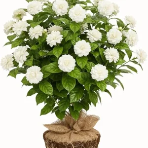 Grand Duke of Tuscany Jasmine Live Plant, 5-7 Inch Tall, Fragrant Flowers - Image 7