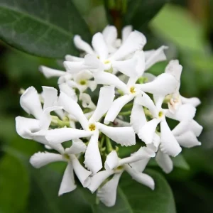 Grand Duke of Tuscany Jasmine Live Plant - Fragrant White Flowers 4-7 Inch - Image 2