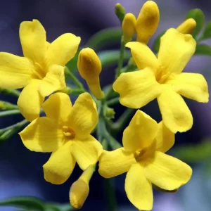 Grand Duke of Tuscany Jasmine Live Plant - Fragrant White Flowers 4-7 Inch - Image 3