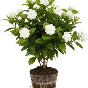 Grand Duke of Tuscany Jasmine Live Plant - Fragrant White Flowers 4-7 Inch - Image 5