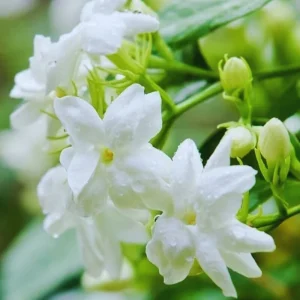 Grand Duke of Tuscany Jasmine Live Plant - Fragrant White Flowers 4-7 Inch - Image 6