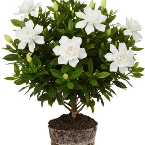 Grand Duke of Tuscany Jasmine Live Plant - Fragrant White Flowers 4-7 Inch - Image 7