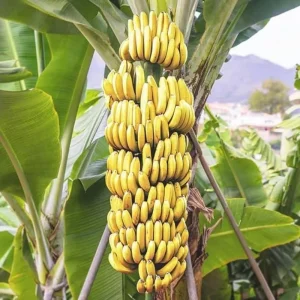 Grand Nain Banana Live Plant – 4-6 inch Tropical Fruit Tree for Home & Patio - Image 2