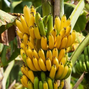 Grand Nain Banana Live Plant – 4-6 inch Tropical Fruit Tree for Home & Patio - Image 4
