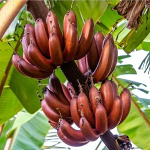 Grand Nain Banana Live Plant – 4-6 inch Tropical Fruit Tree for Home & Patio - Image 6