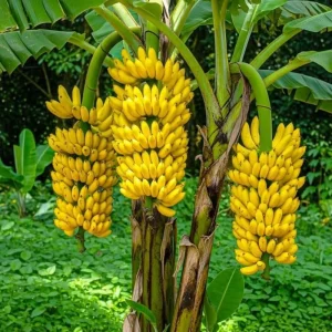 Grand Nain Banana Live Plant – 4-6 inch Tropical Fruit Tree for Home & Patio - Image 1