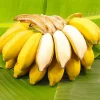 Grand Nain Banana Live Plant - Musa Tree, Tropical Fruit, Cold Hardy - Image 1