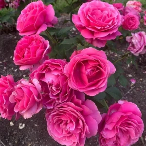 Grande Dame Deep Pink Rose Plant - Live Hybrid Tea, 4-7 Inch Tall - Image 2