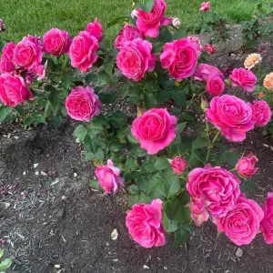 Grande Dame Deep Pink Rose Plant - Live Hybrid Tea, 4-7 Inch Tall - Image 3