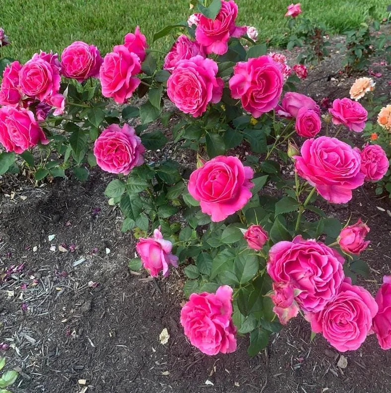 Grande Dame Deep Pink Rose Plant - Live Hybrid Tea, 4-7 Inch Tall - Image 3