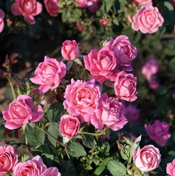 Grande Dame Deep Pink Rose Plant - Live Hybrid Tea, 4-7 Inch Tall - Image 4