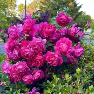 Grande Dame Deep Pink Rose Plant - Live Hybrid Tea, 4-7 Inch Tall - Image 5