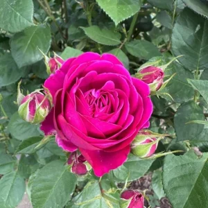 Grande Dame Deep Pink Rose Plant - Live Hybrid Tea, 4-7 Inch Tall - Image 6