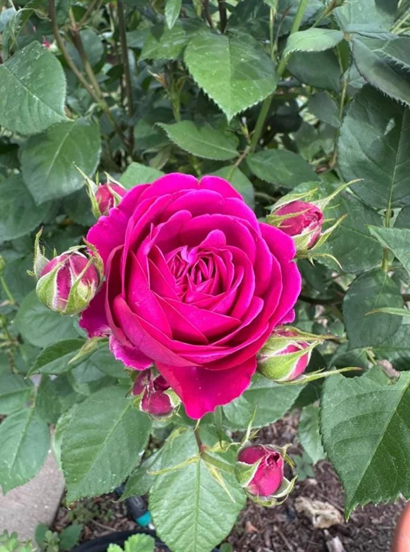 Grande Dame Deep Pink Rose Plant - Live Hybrid Tea, 4-7 Inch Tall - Image 6