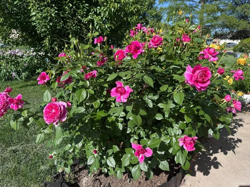 Grande Dame Deep Pink Rose Plant - Live Hybrid Tea, 4-7 Inch Tall - Image 7