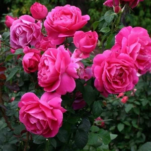 Grande Dame Deep Pink Rose Plant - Live Hybrid Tea, 4-7 Inch Tall - Image 1