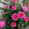 Grande Dame Hybrid Tea Rose Live Plant - Deep Pink Fragrant Blooms 5-7 Inch Tall - Image 1