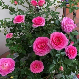Grande Dame Hybrid Tea Rose Live Plant - Deep Pink Fragrant Blooms 5-7 Inch Tall - Image 1