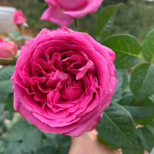 Grande Dame Hybrid Tea Rose Live Plant - Deep Pink Fragrant Blooms 5-7 Inch Tall - Image 3
