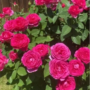 Grande Dame Hybrid Tea Rose Live Plant - Deep Pink Fragrant Blooms 5-7 Inch Tall - Image 4
