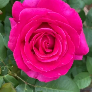 Grande Dame Hybrid Tea Rose Live Plant - Deep Pink Fragrant Blooms 5-7 Inch Tall - Image 6
