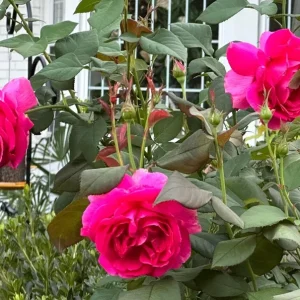 Grande Dame Hybrid Tea Rose Live Plant - Deep Pink Fragrant Blooms 5-7 Inch Tall - Image 7