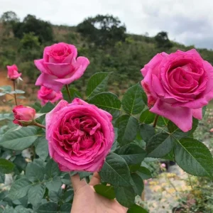 Grande Dame Hybrid Tea Rose Live Plant - Deep Pink Fragrant Blooms 5-7 Inch Tall - Image 9