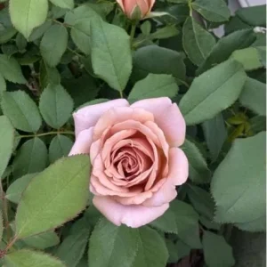 Grandiflora Rose Bush Lavender Live Plant, Purple Fragrant Flowers, 5-8 Inch Tall - Image 4