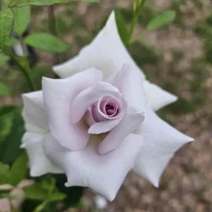 Grandiflora Rose Bush Lavender Live Plant, Purple Fragrant Flowers, 5-8 Inch Tall - Image 5