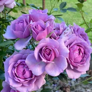Grandiflora Rose Bush Lavender Live Plant, Purple Fragrant Flowers, 5-8 Inch Tall - Image 6