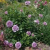 Grandiflora Rose Bush Lavender Live Plant, Purple Fragrant Flowers, 5-8 Inch Tall - Image 1