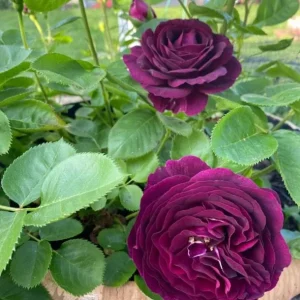 Grandiflora Rose Live Plant Twilight Zone - Deep Velvet Purple, Fragrant, 5-8 Inch Tall - Image 10