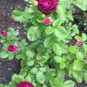 Grandiflora Rose Live Plant Twilight Zone - Deep Velvet Purple, Fragrant, 5-8 Inch Tall - Image 3