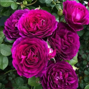 Grandiflora Rose Live Plant Twilight Zone - Deep Velvet Purple, Fragrant, 5-8 Inch Tall - Image 1