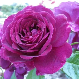 Grandiflora Rose Live Plant Twilight Zone - Deep Velvet Purple, Fragrant, 5-8 Inch Tall - Image 4