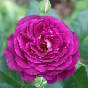 Grandiflora Rose Live Plant Twilight Zone - Deep Velvet Purple, Fragrant, 5-8 Inch Tall - Image 6